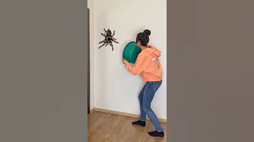 КАК ПОЙМАТЬ БОЛЬШОГО ПАУКА 😱