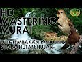 HD RAHASIA MASTERING MURAI JUARA | SANGAT AMPUH DAN PALING DICARI | Common Nightingale