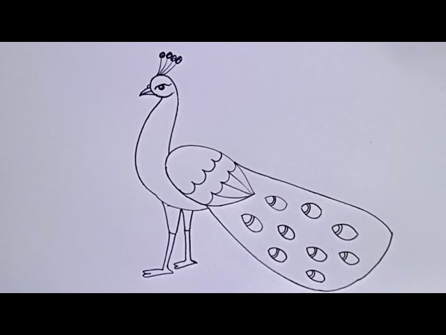 How to Draw a Peacock Easy - Step by Step for Beginners Tutorials | Drawing  tutorial easy, Easy drawing steps, Peacock drawing images