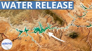 Lake Mead's Rising Water Levels, Explained