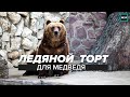 МЕДВЕДИ ЕДЯТ ЛЕДЯНОЙ ТОРТ В МОСКОВСКОМ ЗООПАРКЕ | Прямая трансляция - Москва 24