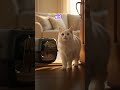 Adorable cat's reaction to her first forever home! #heartwarming #shelter #cat #goshelter #cats