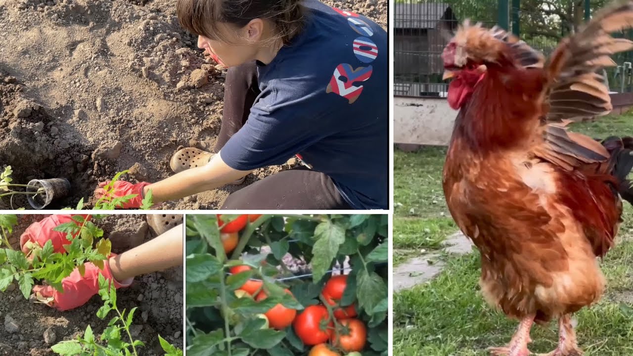 Так высаживаю Помидоры в открытый грунт и всегда с урожаем