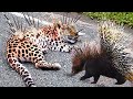 Leopard Died Tragically When It Tried To Attack The Hedgehog - Hedgehog Vs Leopard, Lion, Python