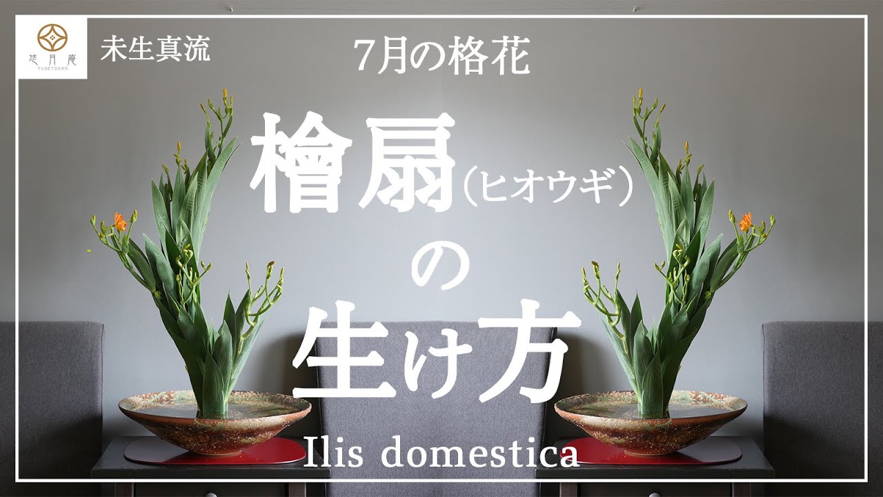 格花 夏を感じるおすすめの祭花 檜扇 ヒオウギ の生け方 Ikebana Iris Domestica Youtube