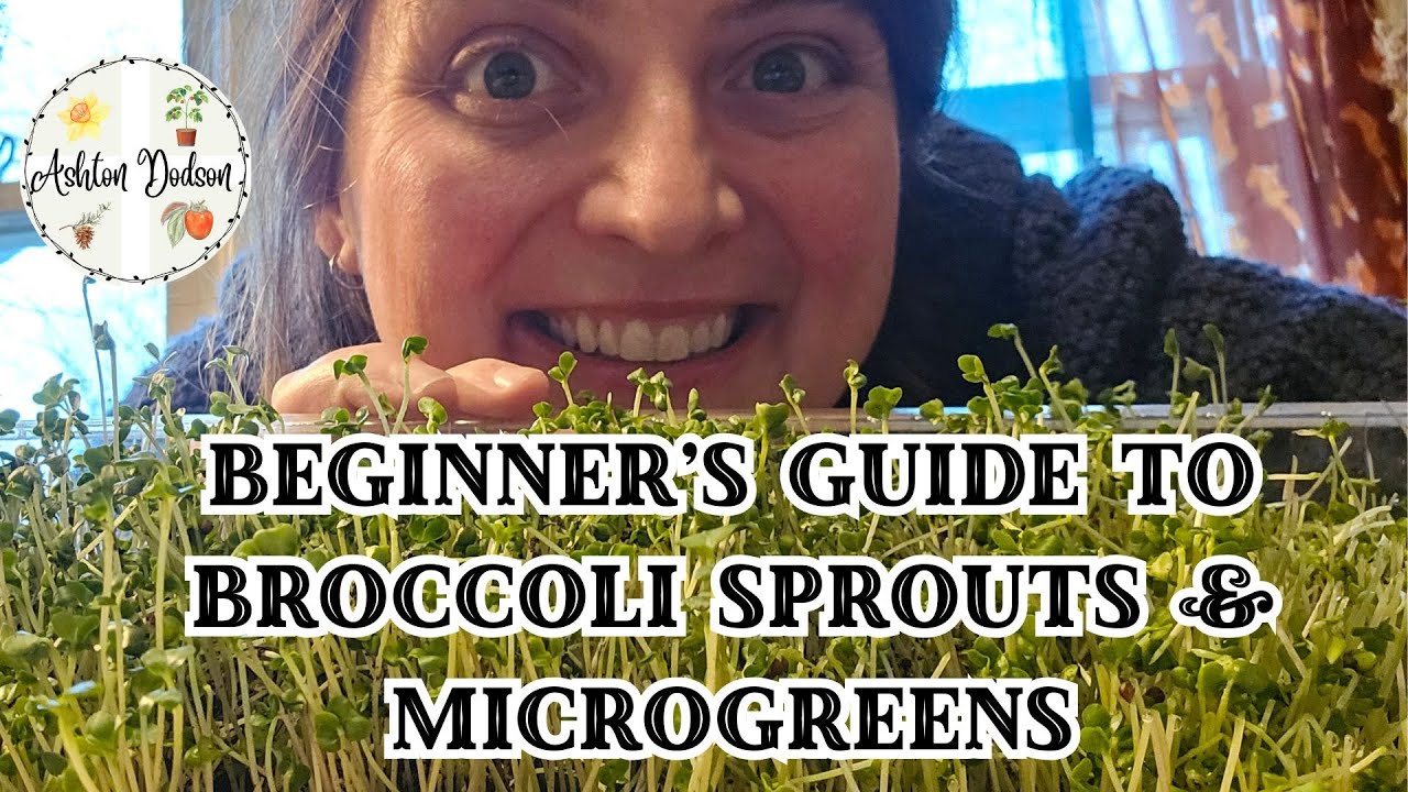 Руководство для начинающих по выращиванию ростков брокколи и микрозелени