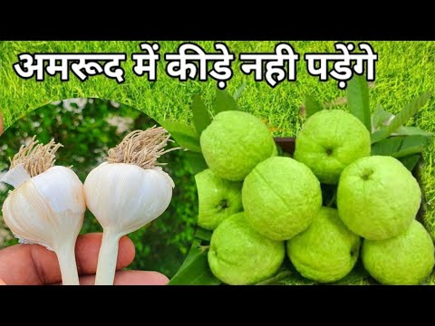 वीडियो: क्या अमरूद लोडिंग कैश थ्रेड सुरक्षित है?