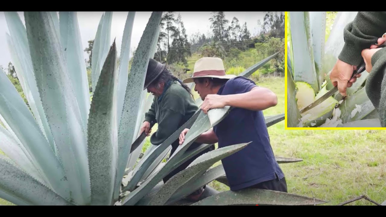 Como Sacar Aguamiel o Mishke  De La penca | Primera parte | Juanito el curioso