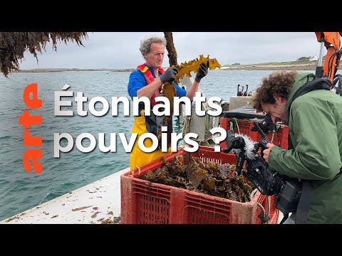 Vidéo: Les algues peuvent-elles être hétérotrophes ?