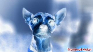 Skater Dog World Takeover Starfall