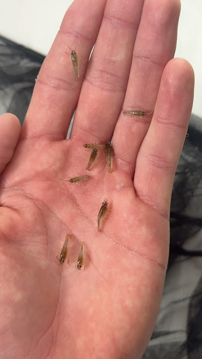 Download lagu STARTING A CRAWFISH ARMY!!!