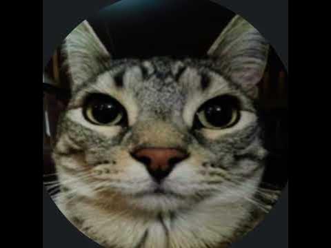 1 minute of relaxing zazu cat 😌 - YouTube