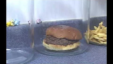 The Decomposition Of McDonald's Burgers And Fries. - DayDayNews