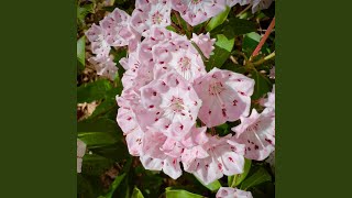 Mountain Laurel