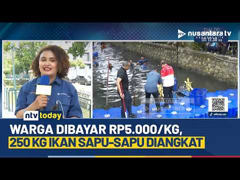 Pembersihan Ikan Sapu-Sapu di Kelapa Gading Barat Capai 250 Kg, Warga Diberi Insentif | NTV TODAY
