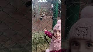 ليان مهند الاسود حديق الحيوانات في ادلب الحديقة العامة