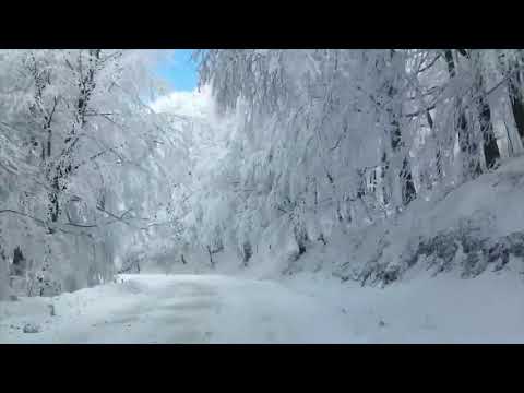 საბადურის ტყე - Sabaduri forest - Лес Сабадури