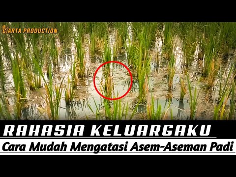 Video: Masalah Dengan Tumbuhan Jed - Mengapa Jed Saya Menjadi Lemas?