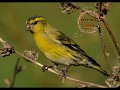 -ΛΟΥΓΑΡΟ-(Carduelis Spinus spinus 2017)