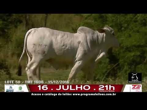 LOTE 050