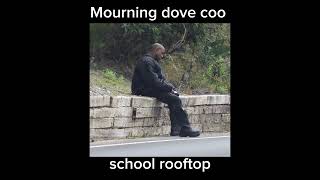 school rooftop with cicada sounds & mourning dove coo