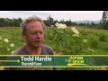 Elderberries as a Commercial Crop for Vermont Farmers