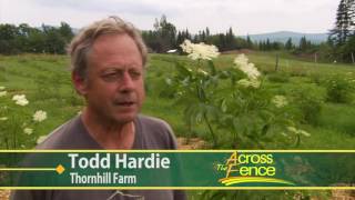Elderberries as a Commercial Crop for Vermont Farmers