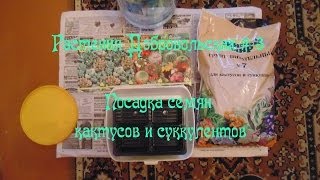 Комнатные растения Добровольских #3 / Посадка семян кактусов и суккулентов с OZ.by Комнатные растения Добровольских #3 / Посадка семян кактусов и суккулентов с OZ.by