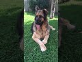 Samara Most Beautiful German Shepherd Part 3