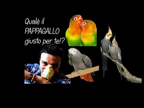 Video: Pappagallo Rosella: Caratteristiche Di Scelta