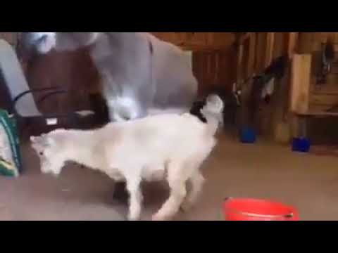 funny-goat-and-donkey-food-fight