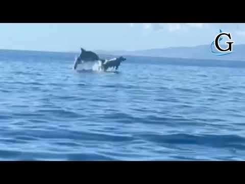Simeri Mare, i delfini danno spettacolo durante la pesca