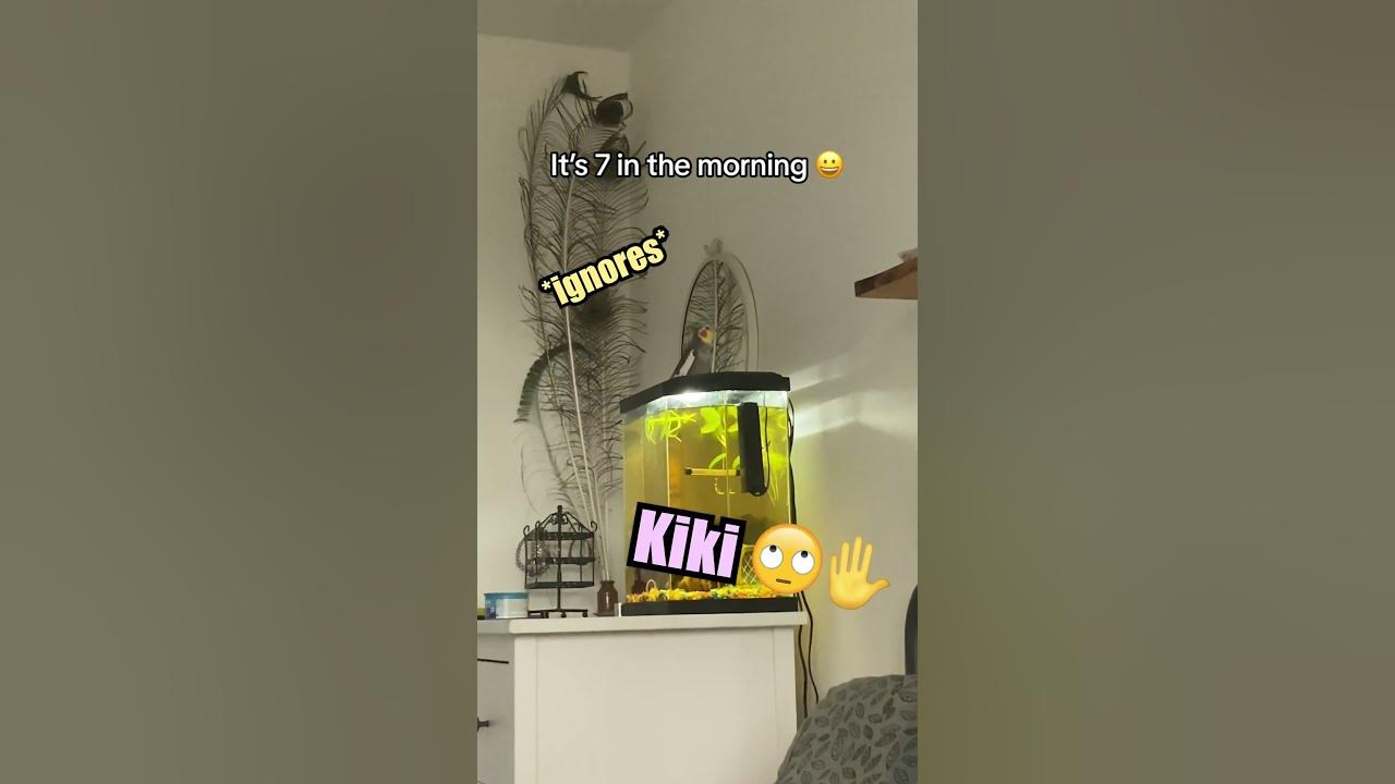 Cutest Alarm Clock! 😍 @kiki.tiel