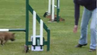 Otto - Agility - Ardingly, Sussex 07/04/12
