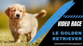 A la découverte du Golden Retriever (j'en ai eu 1 pendant 12 ans !)