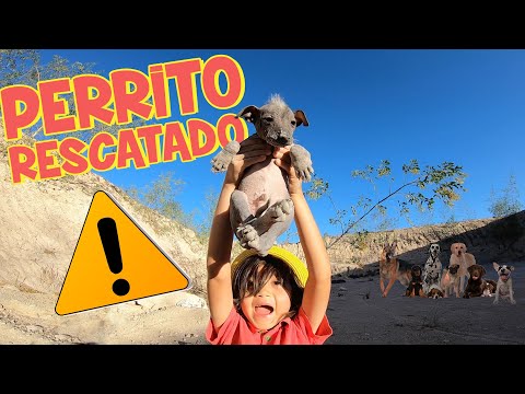 Video: Recolección de mascotas: los escaladores salvan a un perro de la cima de la montaña, el donante paga la factura del veterinario del perro guía herido