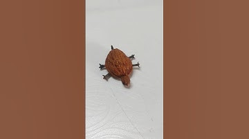 How to make turtle DIY |Walnut turtle |Walnut turtle DIY |#DIY #diy #turtle #walnutturtle #diycraft