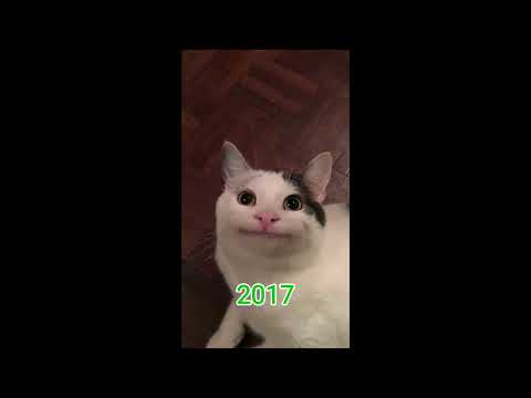 Famous Cat Memes
