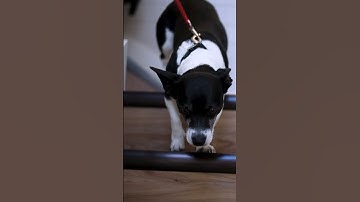 Join the Movement: Help Us Reach 25 by 2025! 💜🐾