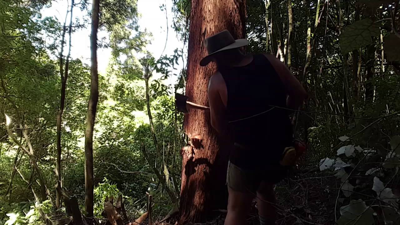 Felling a tree with an axe and crosscut saws. - YouTube