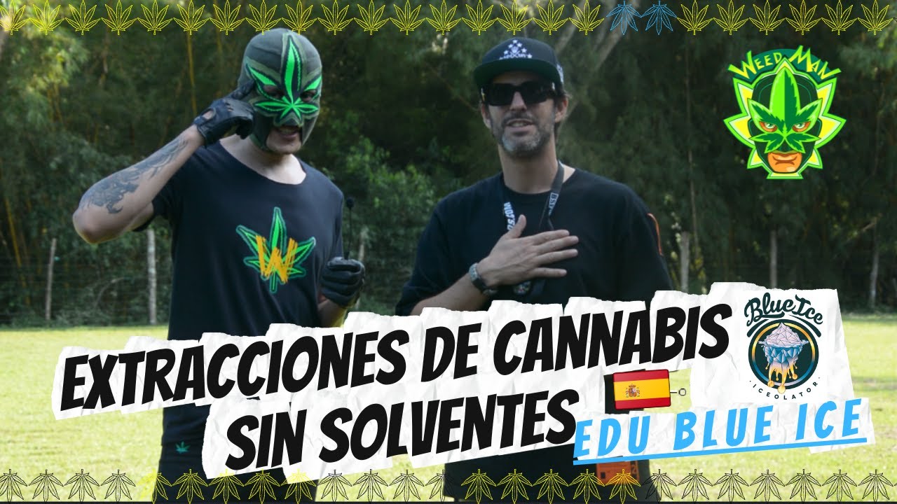 Extracciones de cannabis sin solventes 