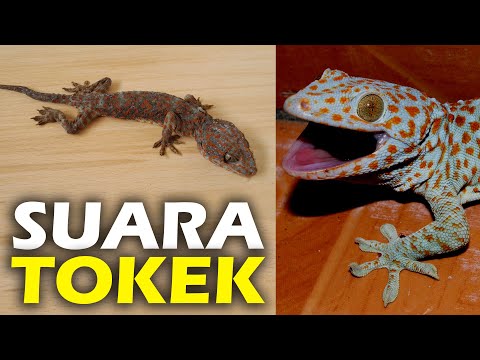 suara tokek asli