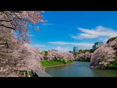桜の枝 オフチンニコフ 4K Ultra HD ] 千鳥ヶ淵の桜 Cherry