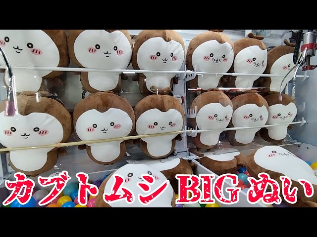 ちいかわ - ちいかわ　カブトムシBIGぬいぐるみ　ちいかぶ　かぶとむし　プライズ　大きい ちいかわ カブトムシBIGぬいぐるみ | 商品紹介 | 株式会社