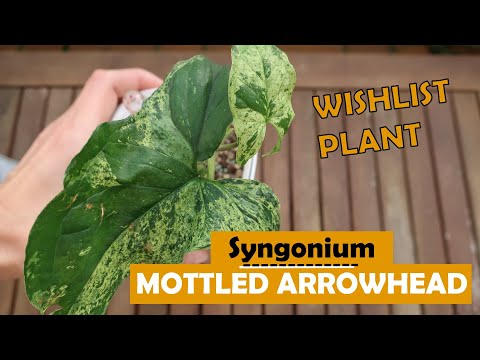 Vídeo: Syngonium: Auricular E Pernilongo, 