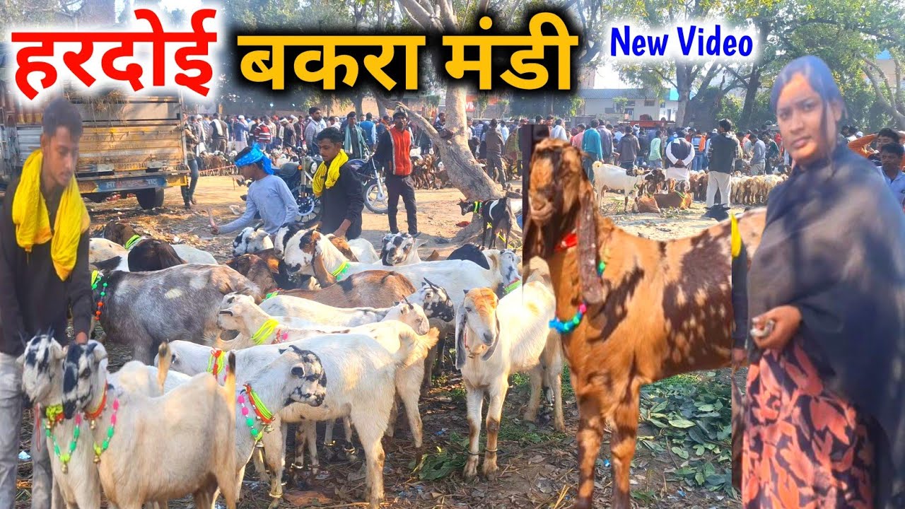हरदोई की बकरा मंडी |19 Feb 26 |Hardoi Bakra Mandi UP live Update |Bakra Mandi 2026