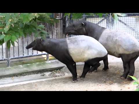 Tapir