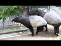 Tapir