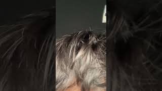 Hair reveal