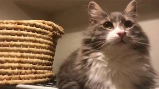不安定な足場でフラフラする猫 ノルウェージャンフォレストキャットAn unstable foothold.Norwegian Forest Cat.